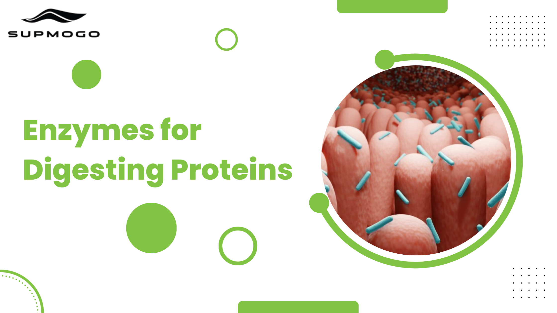 Why do Enzymes Aid With The Digestion Of Protein Ft Dr. Sam Rassoul, D ...
